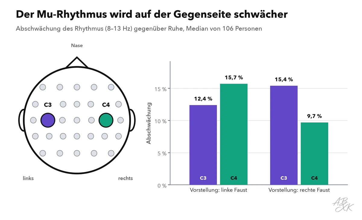 Kopf von oben mit zwei markierten Elektroden, C3 über der linken Hirnhälfte und C4 über der rechten; daneben zeigen Balken, wie stark der Mu-Rhythmus an jeder Elektrode schwächer wurde, während sich die Freiwilligen vorstellten, die linke oder die rechte Faust zu bewegen; die Abschwächung ist auf der Gegenseite stärker